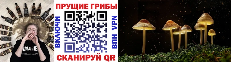 Псилоцибиновые грибы мицелий Кропоткин